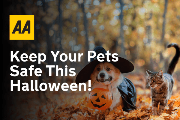 How to keep your pet safe at Halloween