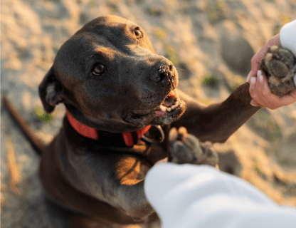 Pet Insurance | Provided by Blue Insurance