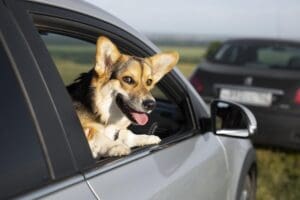 Dog looking out of Car, Using Insurance to Manage Pet Damage Costs