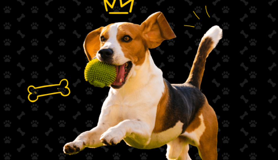 Pet Insurance, Pet Insurance Ireland