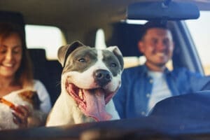Pet inside Car, Does Standard Car Insurance Cover Pet-Related Damage