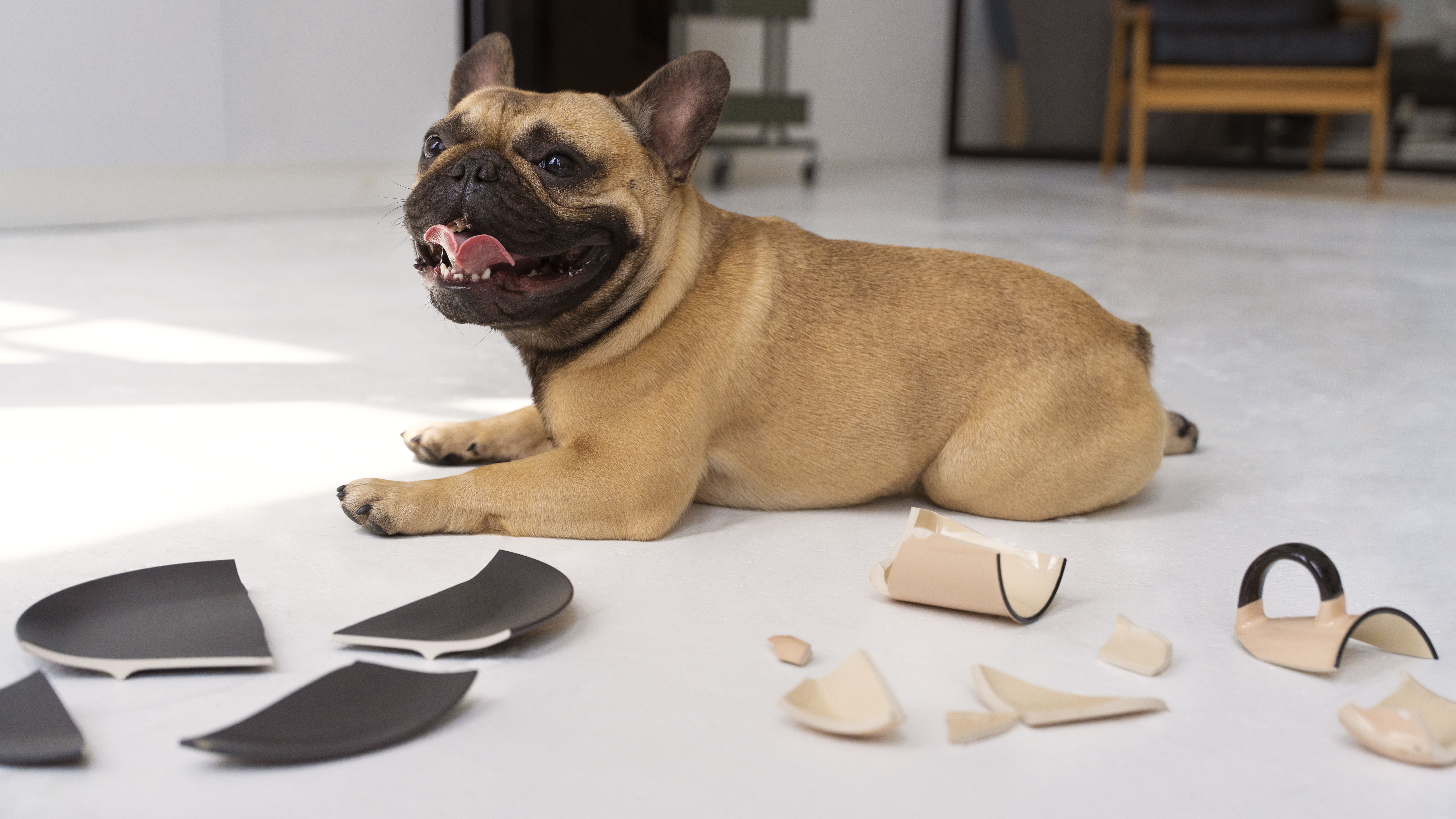 A dog lying on a sofa in a living room, highlighting potential pet-related damage to home interiors.