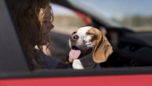 Pet in Car, Handling Pet Car Damage, Importance of Pet Insurance and Car Insurance