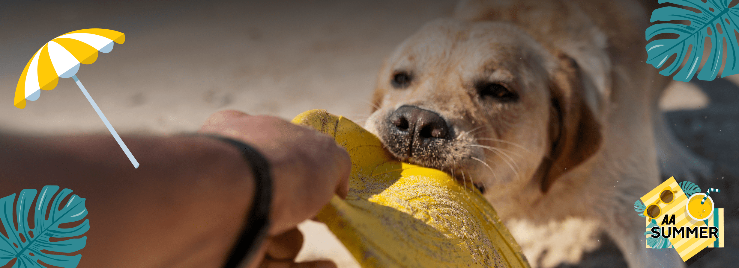 Pet Insurance Ireland, Pet Insurance, Best Pet Insurance Ireland, compare pet insurance ireland, pet insurance ireland cost, pet insurance for dogs, cheapest pet insurance ireland, best value pet insurance ireland