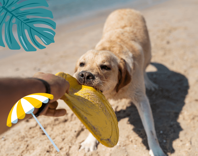 Pet Insurance Ireland, Pet Insurance, Best Pet Insurance Ireland, compare pet insurance ireland, pet insurance ireland cost, pet insurance for dogs, cheapest pet insurance ireland, best value pet insurance ireland